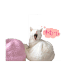 白猫 ももつぁん2（個別スタンプ：7）