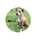 Dog staffy lovely life 2（個別スタンプ：1）