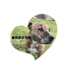 Dog staffy lovely life 2（個別スタンプ：3）