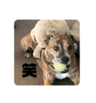 Dog staffy lovely life 2（個別スタンプ：6）
