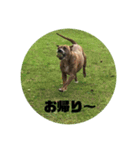 Dog staffy lovely life 2（個別スタンプ：7）