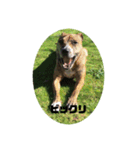 Dog staffy lovely life 2（個別スタンプ：8）