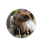 Dog staffy lovely life 2（個別スタンプ：11）