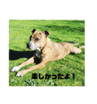 Dog staffy lovely life 2（個別スタンプ：12）