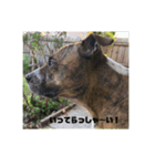 Dog staffy lovely life 2（個別スタンプ：15）