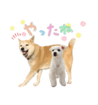 犬による間接的な主張スタンプ（個別スタンプ：1）