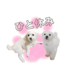 犬による間接的な主張スタンプ（個別スタンプ：2）
