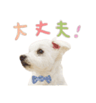 犬による間接的な主張スタンプ（個別スタンプ：4）