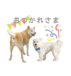 犬による間接的な主張スタンプ（個別スタンプ：5）
