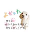 犬による間接的な主張スタンプ（個別スタンプ：6）