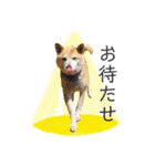 犬による間接的な主張スタンプ（個別スタンプ：9）