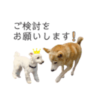 犬による間接的な主張スタンプ（個別スタンプ：10）