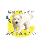 犬による間接的な主張スタンプ（個別スタンプ：11）