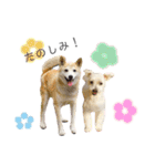 犬による間接的な主張スタンプ（個別スタンプ：13）