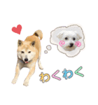 犬による間接的な主張スタンプ（個別スタンプ：14）
