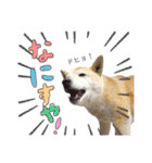 犬による間接的な主張スタンプ（個別スタンプ：16）