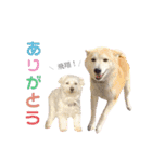 犬による間接的な主張スタンプ（個別スタンプ：17）