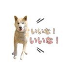 犬による間接的な主張スタンプ（個別スタンプ：18）