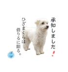犬による間接的な主張スタンプ（個別スタンプ：21）