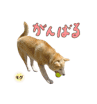 犬による間接的な主張スタンプ（個別スタンプ：24）