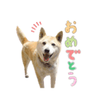犬による間接的な主張スタンプ（個別スタンプ：26）
