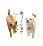 犬による間接的な主張スタンプ（個別スタンプ：27）