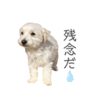 犬による間接的な主張スタンプ（個別スタンプ：28）