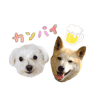 犬による間接的な主張スタンプ（個別スタンプ：29）