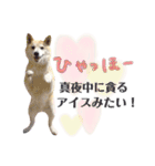 犬による間接的な主張スタンプ（個別スタンプ：30）
