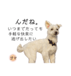 犬による間接的な主張スタンプ（個別スタンプ：31）