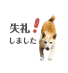 犬による間接的な主張スタンプ（個別スタンプ：32）