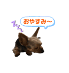ウチの殿君スタンプ（個別スタンプ：2）