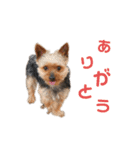 ウチの殿君スタンプ（個別スタンプ：6）