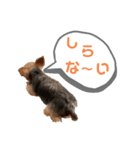 ウチの殿君スタンプ（個別スタンプ：12）