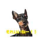 トイマンチェスターテリア ★JOHN★02（個別スタンプ：1）