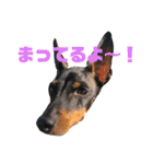 トイマンチェスターテリア ★JOHN★02（個別スタンプ：6）