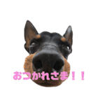 トイマンチェスターテリア ★JOHN★02（個別スタンプ：8）