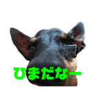 トイマンチェスターテリア ★JOHN★02（個別スタンプ：36）