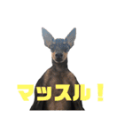 トイマンチェスターテリア ★JOHN★02（個別スタンプ：38）