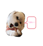 うちのこしろたん（個別スタンプ：6）