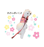 うちのこしろたん（個別スタンプ：9）