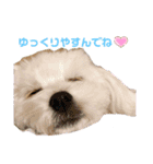 うちのこしろたん（個別スタンプ：20）