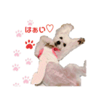 うちのこしろたん（個別スタンプ：21）