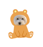 うちのこしろたん（個別スタンプ：23）