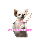 私のかわいいたからもの2020（個別スタンプ：3）