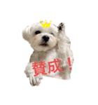 私のかわいいたからもの2020（個別スタンプ：15）