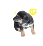 テンとクレオ（個別スタンプ：4）