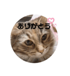 うにのあ（個別スタンプ：3）