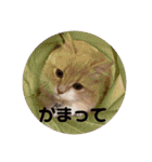 うにのあ（個別スタンプ：4）
