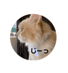 うにのあ（個別スタンプ：6）
